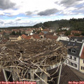 11_40-nest.jpg