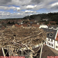 11_45-nest.jpg