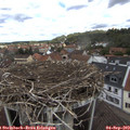 12_00-nest.jpg