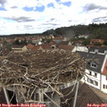 12_10-nest.jpg