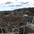 12_50-nest.jpg