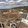 13_00-nest.jpg