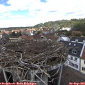 13_20-nest.jpg