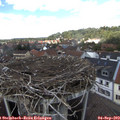 13_50-nest.jpg