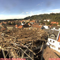 15_50-nest.jpg
