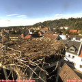 16_25-nest.jpg