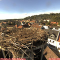 16_50-nest.jpg