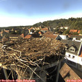17_00-nest.jpg