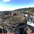17_15-nest.jpg