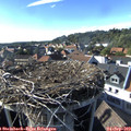 17_20-nest.jpg