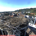 17_25-nest.jpg