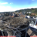 17_30-nest.jpg