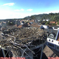 17_35-nest.jpg