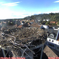 17_45-nest.jpg