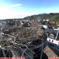 17_50-nest.jpg