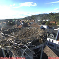 18_00-nest.jpg