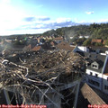 18_20-nest.jpg