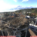 18_25-nest.jpg