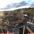 19_10-nest.jpg