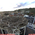 19_25-nest.jpg