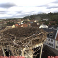 08_10-nest.jpg