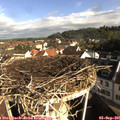 08_50-nest.jpg