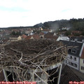 09_50-nest.jpg