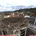 10_20-nest.jpg