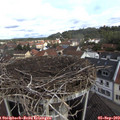 10_25-nest.jpg
