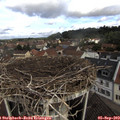 10_45-nest.jpg