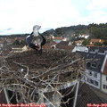 10_50-nest.jpg