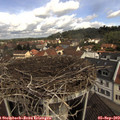 11_00-nest.jpg
