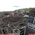 11_15-nest.jpg