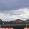 11_35-mast.jpg
