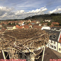 11_40-nest.jpg