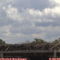 11_50-mast.jpg
