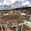 11_50-nest.jpg