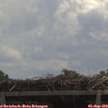 11_55-mast.jpg