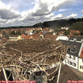 11_55-nest.jpg