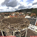 12_00-nest.jpg