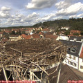12_30-nest.jpg