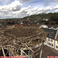 12_35-nest.jpg