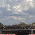 12_50-mast.jpg