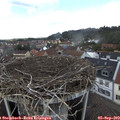 13_30-nest.jpg