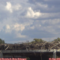 13_50-mast.jpg