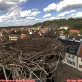13_50-nest.jpg