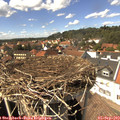 14_45-nest.jpg