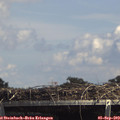 14_50-mast.jpg