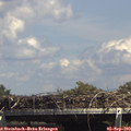 15_00-mast.jpg
