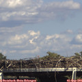 15_40-mast.jpg